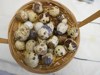 Quail eggs / Oeufs de Cailles, View more