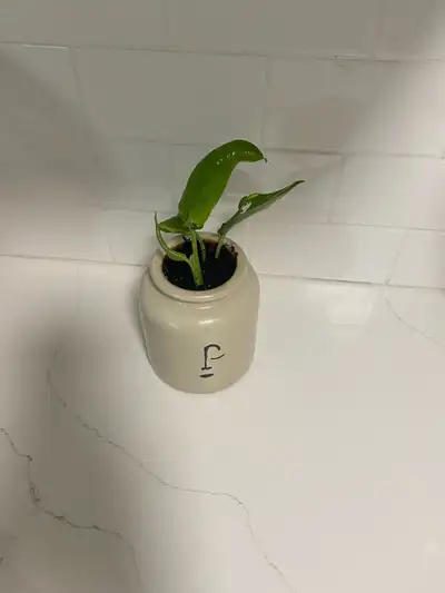 Small potted plant in a vintage crock. Off-white ceramic container. Perfect for a small space. Minim...