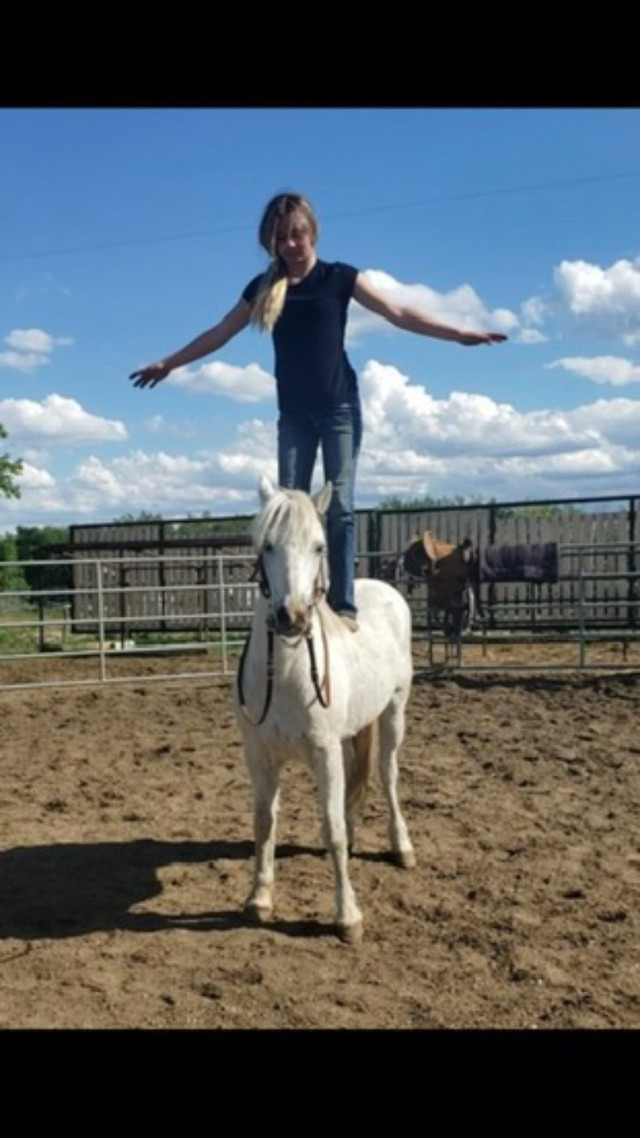 Training  in Horses & Ponies for Rehoming in Edmonton - Image 2
