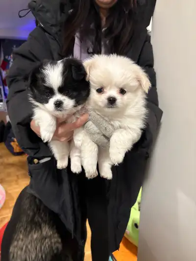 puppy's for sale looking for a forever home, View more