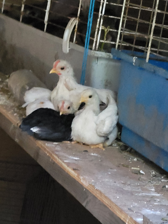 Serama Bantam chicks in Livestock in Tricities/Pitt/Maple