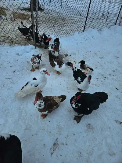 Muscovy ducks for sale, View more