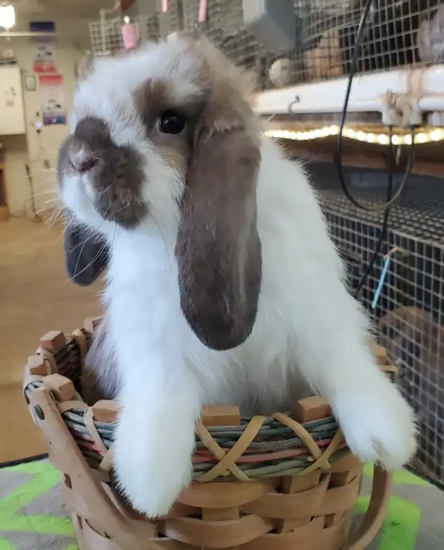 Extraodinaires! Bébés lapins mini rex baby bunny rabbits in Small Animals for Rehoming in City of Montréal - Image 4