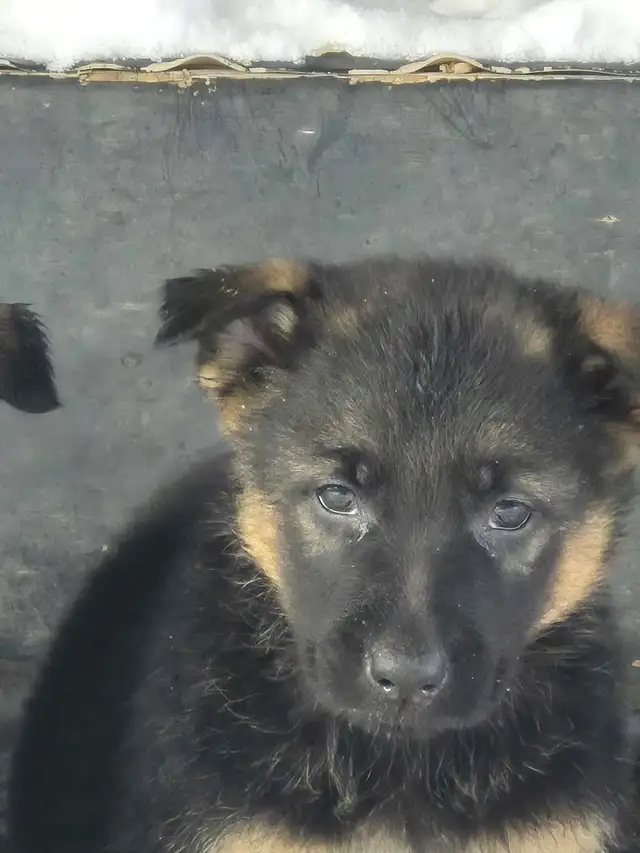 Puppies german shepherd/ Chiots berger allemand in Dogs & Puppies for Rehoming in Moncton - Image 9