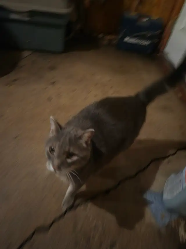 FOUND CAT405735390315827201