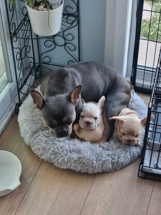 CKC French Bulldog Puppies in Dogs & Puppies for Rehoming in St. Catharines - Image 8