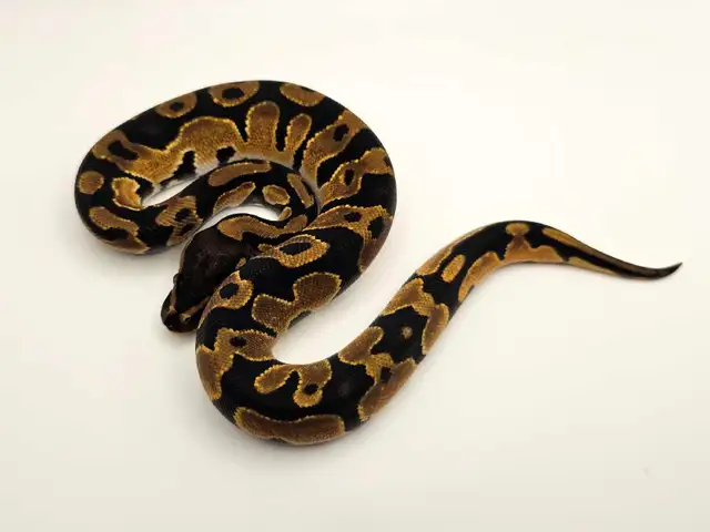 *FALL SALE* Desert Ghost Ball Python Hatchlings ♡ | Reptiles ...