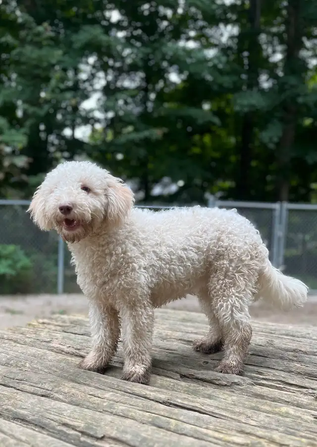 Gorgeous Mini Goldendoodle Pups in Dogs & Puppies for Rehoming in Owen Sound - Image 9