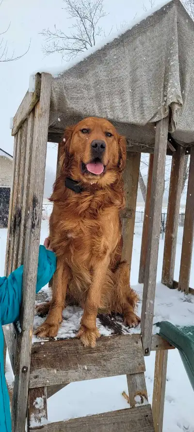 Sold pending pick up Golden Retriever Stud Retirement., View more