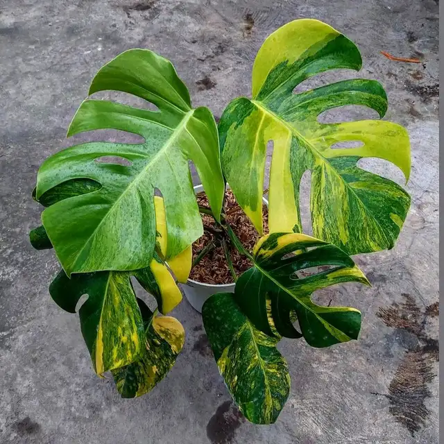 Monstera aurea plants- shipping62864746208385123