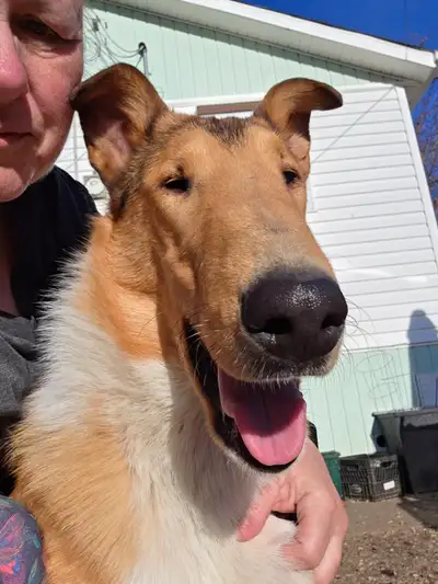 CKC Pure Bred Smooth Collie, View more