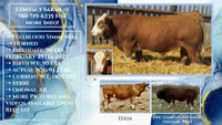 Yearling Simmental Bull for Sale 