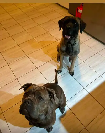 English & Neopolitan mastiffs, each looking for a n, View more