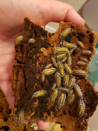 Porcellio hassi high yellow isopods 