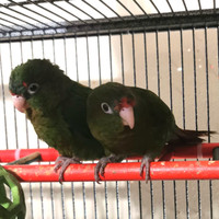 Rose Crowned Conures 