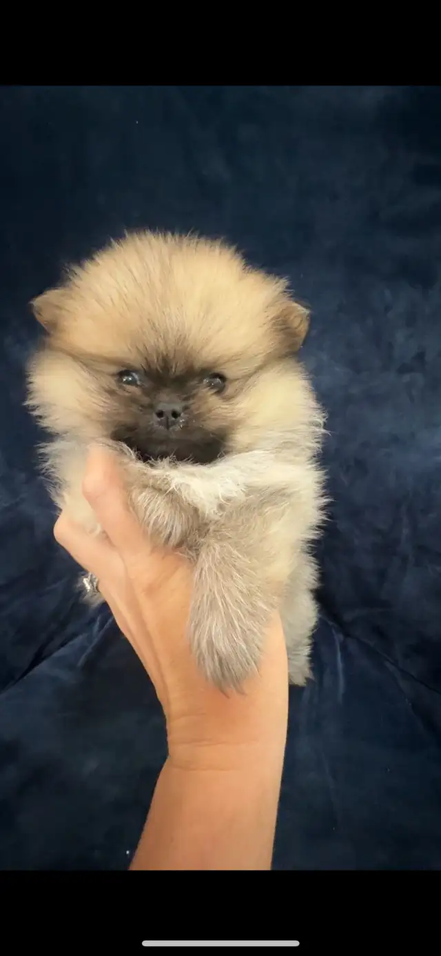 Merle Pomeranians in Dogs & Puppies for Rehoming in Markham / York Region - Image 8