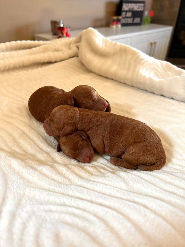 Beautiful red Cockapoo puppies (all females) in Dogs & Puppies for Rehoming in Calgary - Image 2