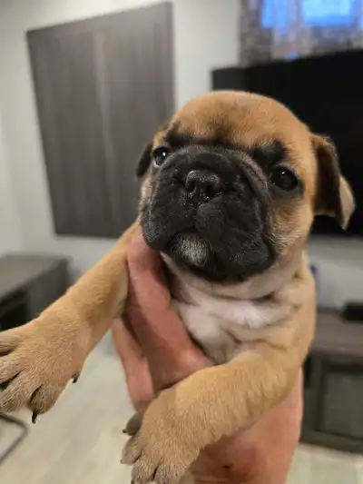 bouldogue français, View more