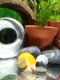 Mystery Snails (All Colours)