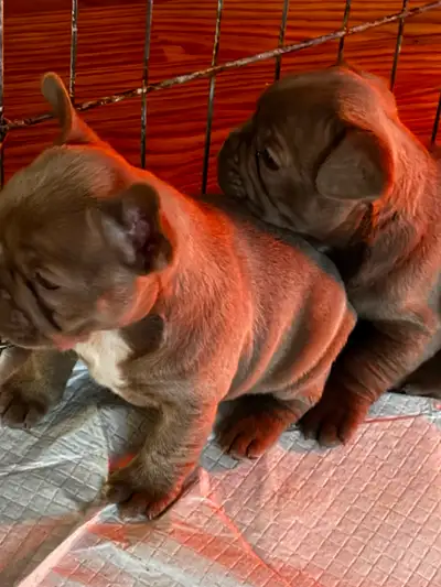 Frenchton Puppies- Fluffy Carriers, View more