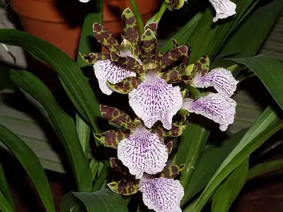 belle plante zygopelatum, View more