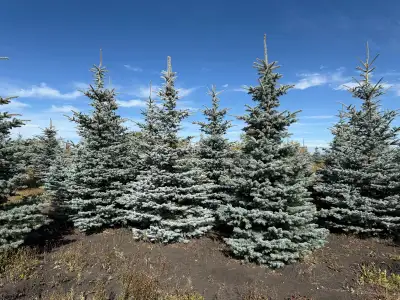 Nursery Labourer, View more