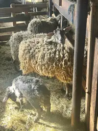 Mouton à partir de 200