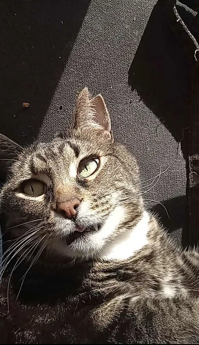 Lost  Kitty Cat64961231760643123