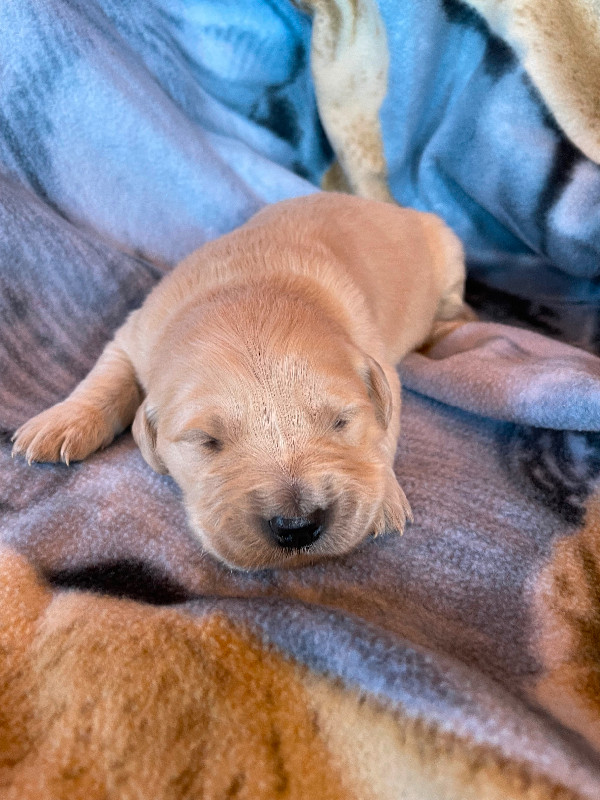 Golden Retriever puppies ready to go June 4 in Dogs & Puppies for Rehoming in Yarmouth - Image 2