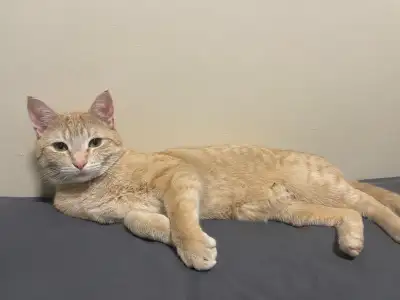 3 Year Old Neutered Male Cat, View more