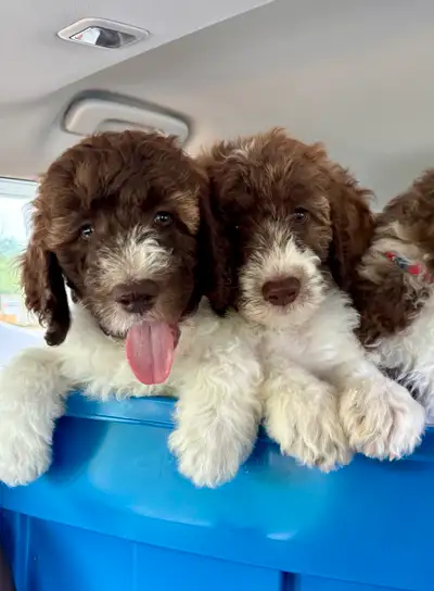 Be connected with your puppies journey from the beginning. Share time with Ivy “mum” during her preg...