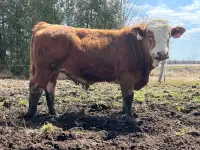 Register Simmental heifer  bull