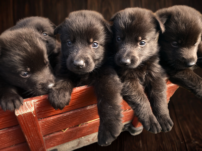 Harbidge Black German Shepherds is proud to announce that we have a litter of CKC-registered black G...