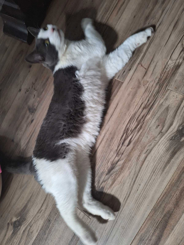 Grio Cat in Cats & Kittens for Rehoming in Moncton - Image 2