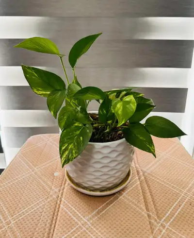 Pothos 4 Plant with pot each $15, View more