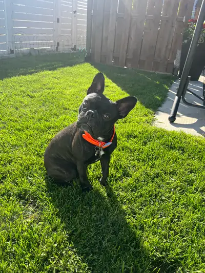 Frenchton (Bouldogue français mélangée avec Boston terrier), View more