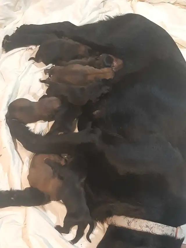 puppies looking for their forever homes! READY TO GO HOME!!! in Dogs & Puppies for Rehoming in Hamilton - Image 7