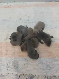 Silver & charcoal labrador puppies 
