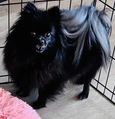 Born December /25. All shots up to date. Healthy girl who enjoys people and baths. Very energetic Co...