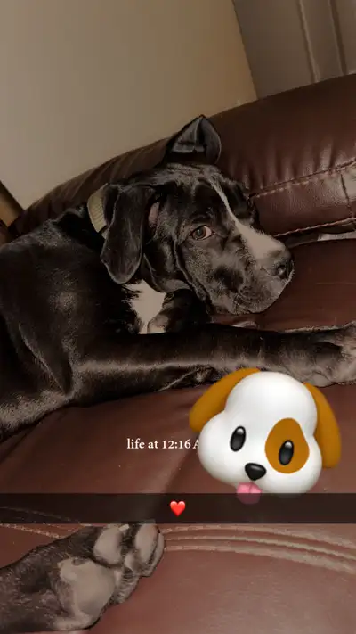 puppy lab x terrier, View more