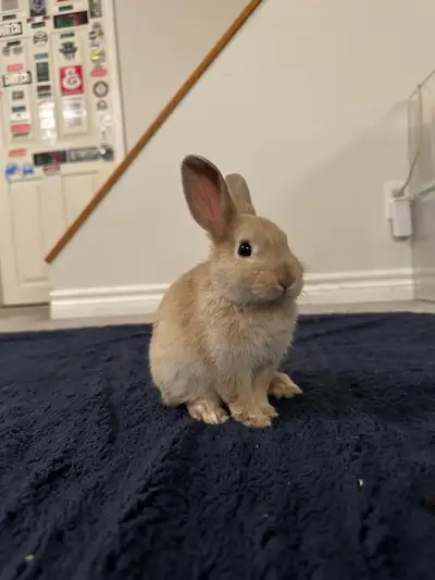 Baby Netherland Dwarf Bunny, View more