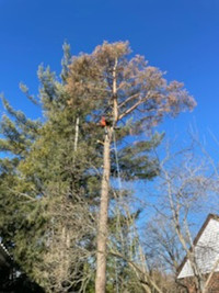 Affordable tree care in Guelph-Wellington & Tri-Cities