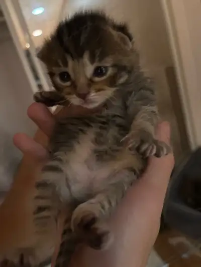 5 chaton a vendre de bientot 1 mois . 130$ chacun