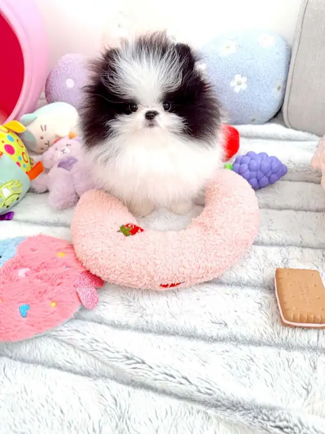 Tiny teacup pomeranians in Dogs & Puppies for Rehoming in Oakville / Halton Region - Image 3