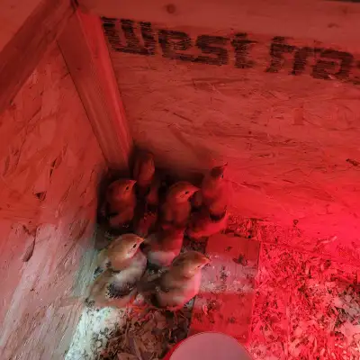 Rhode island red chicks available (pure) 2weeks old
