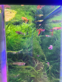 My guppies for your shrimp 