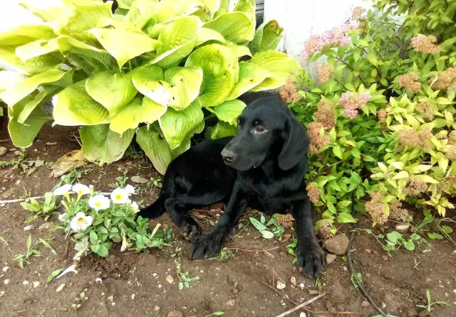 Labrador retriever puppies in Dogs & Puppies for Rehoming in Owen Sound - Image 3