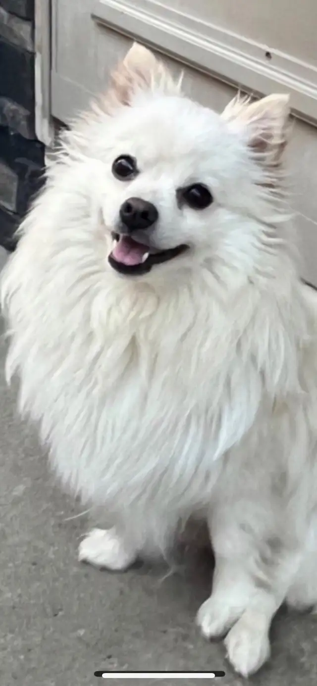 Pomeranian purebred  puppies ❤️ in Dogs & Puppies for Rehoming in Edmonton - Image 9