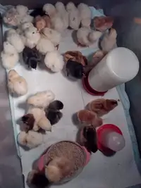 Chicks - sweet Barnyard Mix - week old- $8 each