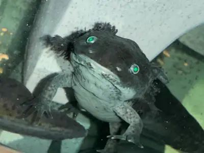 Axolotl!, View more